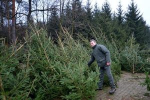 Ciepły grudzień to większe ryzyko przeniesienia kleszcza wraz z choinką