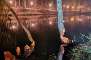 Bobry upodobały sobie park. Mieszkańcy się boją…