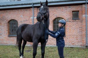 Dwa wyjątkowe rumaki w stołecznej policji