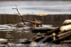  Miliony na szkody wyrządzone przez zwierzęta pod ochroną