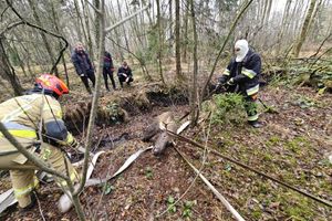 Łoś ugrzązł w torfowisku koło Morąga. Bohaterska akcja strażaków i leśniczych 