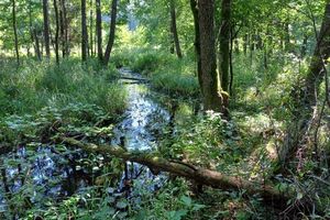 Nowe rezerwaty: jeden w Nadleśnictwie Stare Jabłonki