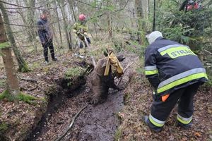 Leśnicy i strażacy ruszyli łosiowi na ratunek