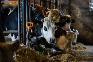  Choroba niebieskiego języka w Polsce. GIW wydał komunikat 