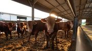 Hiszpańscy rolnicy też boją się umowy z Mercosurem