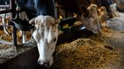 Wielka Brytania zakazuje sprowadzania zwierząt z Niemiec