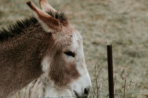 Zoo w Płocku żegna się z Nabilą