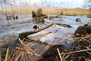 Dzika natura w sercu Olsztyna, czyli wirtualny spacer nad Jeziorem Kortowskim [ZDJĘCIA]