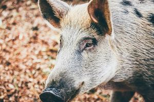 Łeb i skóra dzika przy rondzie Wiatraczna