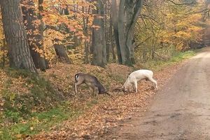 To nagranie zapiera dech w piersiach. Nadleśnictwo Orneta nagrało walkę danieli o dominację w stadzie 