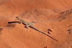 Coraz trudniej być jaszczurką na pustyni