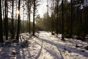 Zimowe spacery do lasów na Warmii i Mazurach. Mogą mieć wiele korzyści, nie tylko zdrowotnych 