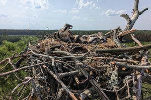 Mazurscy leśnicy czekają na rybołowa. W Polsce jest tylko 40 par tych ptaków. 