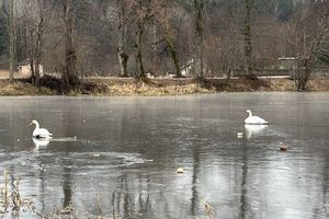 Łabędzie przymarzły do lodu. Strażacy ochotnicy ruszyli z pomocą