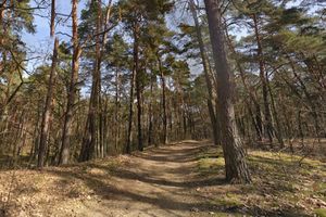 Zwłoki kobiety znalezione na bagnach Kampinoskiego Parku Narodowego