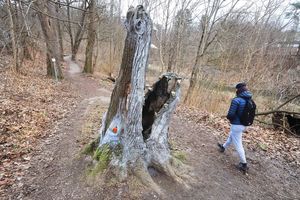 Ogromna głowa krokodyla w Lesie Miejskim w Olsztynie. Jest się czego bać? [ZDJĘCIA]