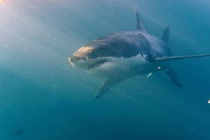 Brutalny atak rekina na Karaibach. Kobieta straciła ręce