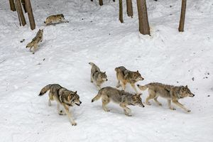 Kampinos podzielony na trzy strefy – wilki rządzą w puszczy