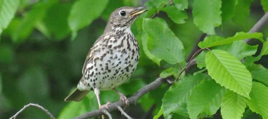 Drozd śpiewak (Turdus philomelos)