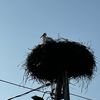 Krutek w końcu się odezwał
