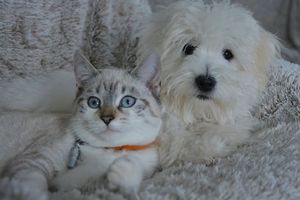Rusza program opieki nad zwierzętami 