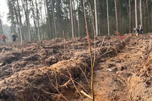 Posadzą 765 tysięcy sadzonek