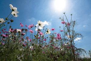 Odzyskanie różnorodności biologicznej nie jest proste. Muszą minąć dziesiątki lat 