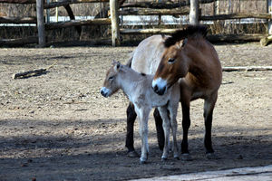 Tydzień Misji Ogrodów Zoologicznych i Akwariów