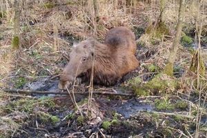 Łoś uwięziony w bagnie. Leśnicy z Nadleśnictwa Jedwabno ruszyli mu na pomoc 