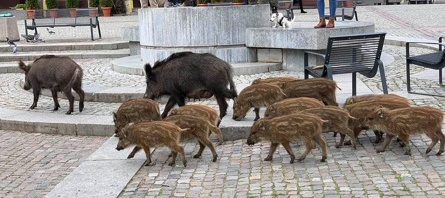 Kilka lat temu dziki wybrały się na staromiejski rynek w Olsztynie