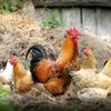 Jest 120 milionów za ptasia grypę