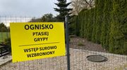 Grypa ptaków w Polsce