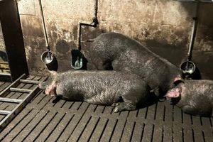 Podłoga w chlewni załamała się, świnie wpadły do kanału