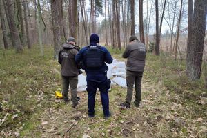 Martwe kury w lesie, grypa ptaków potwierdzona