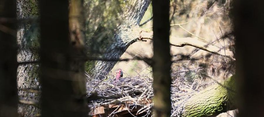 Bociany czarne są płochliwe i skryte. Przeważnie przebywają pojedynczo lub w parach, zamieszkują głównie mokradła, okolice rzek czy wód śródlądowych/arch. RDLP