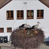 Krutek doczekał się potomstwa