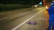 Dziki wróciły na ulice Olsztyna?