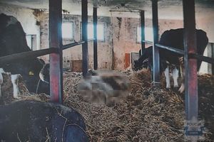 Drastyczne przypadki znęcania się nad bydłem