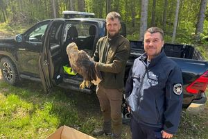 Niecodzienna interwencja w lesie pod Gołdapią. Mundurowi uratowali orła