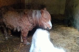 Mieszkanka Lidzbarka Warmińskiego pyta o zwierzęta