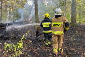 Pożar na wyspie w Radomnie, ogień na 12 arach