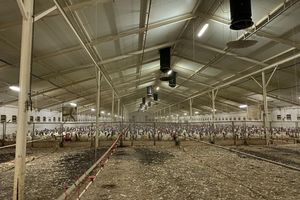 7 mln 700 tys. ptaków w zasięgu ptasiej grypy!
