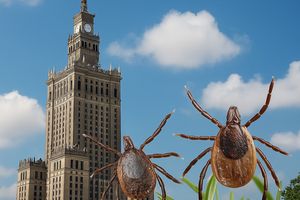 Miasto jest pełne kleszczy - nowe badanie na terenie Warszawy