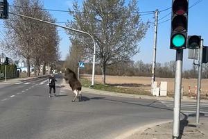Nie drażnij łosia! Nieproszony gość w Falentach