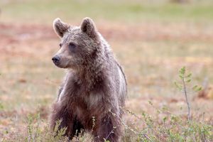 Niedźwiedzica z małymi zaatakowała mężczyznę. Władze odpowiadają odstrzałem 350 zwierząt