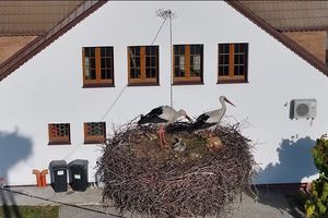 Krutek doczekał się potomstwa