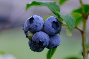 Supermoce borówki amerykańskiej – dlaczego warto mieć ją zawsze pod ręką?