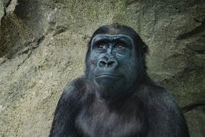 Azizi nie jest już sam! Do warszawskiego zoo przyjechały N’Hasa i N’iralé