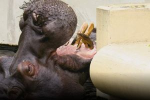Hipopotam Hugo świętuje osiemnastkę – wielka feta w warszawskim ZOO!
