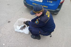 Porzucone jak śmieci – kocięta znalezione w PSZOK-u w Olsztynie